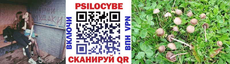 Псилоцибиновые грибы Cubensis  Купить закладки  Калининград 